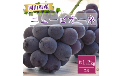 ＜2026年発送＞岡山県産ニューピオーネ約1.2kg(2房)【1413100】 942721 - 岡山県津山市