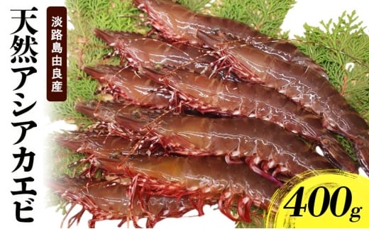 天然アシアカエビ(淡路島由良産・氷〆)400g 10月〜5月配送 兵庫県 洲本市 淡路島 
