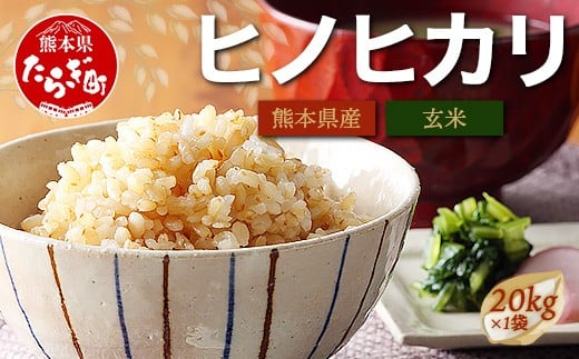 【 令和7年産 新米 玄米 】 多良木町産 ヒノヒカリ 玄米 20kg 10月中旬～発送予定 ひのひかり 熊本県 米どころ 多良木町 産 お米 米 20キロ 116-0502