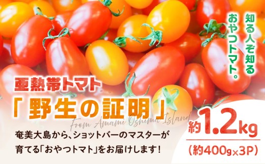 【2026年先行予約】亜熱帯トマト「野生の証明」約1.2kg（約400g×3P）　A021-002