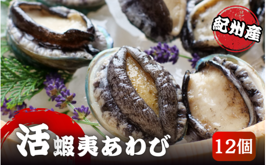 やわコリ食感紀州の蝦夷アワビ 【12個入】 ※北海道・沖縄・離島への配送不可 / 鮑 アワビ あわび 人気 活アワビ 冷蔵【yas004】 1027384 - 和歌山県紀美野町