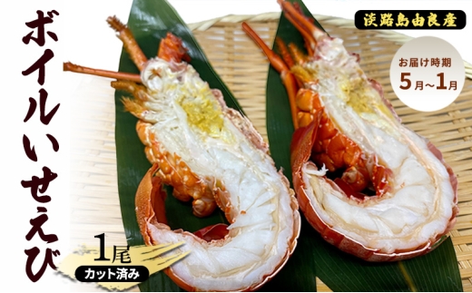ボイルいせえび1尾[カット済み](淡路島由良産)[お届け時期:5月〜1月] 兵庫県 洲本市 淡路島 
