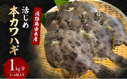 本カワハギ3〜6尾入り1kg分 9月〜1月配送(淡路島由良産/活じめ/下処理済み) 海鮮 鮮魚 兵庫県 洲本市 淡路島 