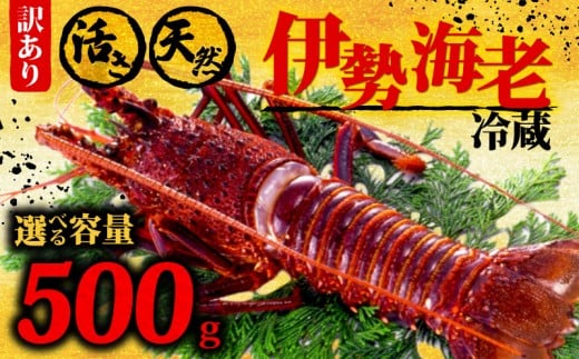 伊勢海老 500g以上 イセエビ 伊勢エビ 海老 エビ ギフト 贈答 贈り物 天然 魚介 海の幸 鮮魚 刺身 刺し身 お造り 姿造り 焼き物 汁物 味噌汁 鍋 冷蔵 高級 高知県 須崎市 GK015 2298924 - 高知県須崎市