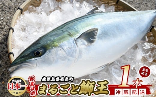 [先行予約 2025年10月後半より順次発送] テレビで紹介ぶりの王様「 鰤王 」 まるごと 1本 (約4.0kg〜) ラウンド 先行予約 産地直送 長島町 特産品 ブランド 鰤 冷蔵 ふるさと納税 ぶり 刺身 ぶりしゃぶ ぶり大根 海鮮丼[JFA]jfa-1260