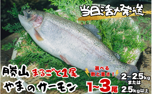 [ふるさと納税]福井県勝山市 勝山 やまのサーモン │ サーモン 鮭 さけ サケ 福井県産 魚 旬 新鮮 活〆 丸ごと 1尾 レビューキャンペーン 海鮮 魚介 ※2.5kg以上×1尾