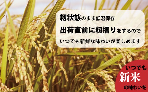 稲刈りしたお米を籾状態で低温保存。生命活動を維持したまま休眠させ、出荷直前に籾を摺ることで米の食味が保たれた状態でお届けできます
