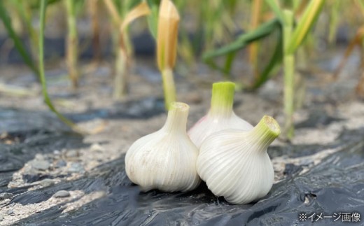 滋賀県産 冷凍 皮むき にんにく 500g にんにく ニンニク 冷凍 冷凍にんにく 皮むき 便利 むきにんにく