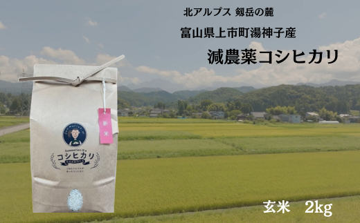【令和7年産】減農薬 上市町湯神子産コシヒカリ（玄米）2kg　 [ソムリエH 富山県 上市町 32280233-r6-01] 　お米 コメ ご飯 ごはん 玄米ご飯 玄米ごはん こしひかり