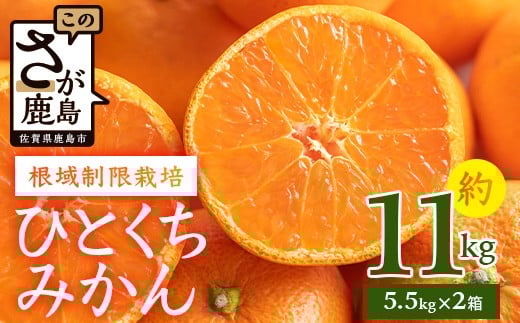【１２月頃お届け】鹿島みかん　根域制限栽培一口みかん 約5.5kg×２箱【約１１kg】 B-876