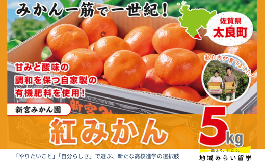 [新宮みかん園]紅みかん 5kg