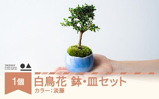【鉢皿色・淡藤】　白鳥花 ハクチョウゲ 0.35kg 盆栽 植物 石木花 sw-bohkx380 ※沖縄・離島への配送不可