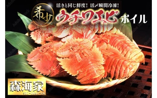 ウチワエビ（ボイル）7匹前後 500gセット＜数量限定＞ 海老 えび 国産 東洋町産 セット ゆで 茹で うちわえび  新鮮 海鮮 高知県 東洋町 四国 お取り寄せ 送料無料 S246 1547710 - 高知県東洋町