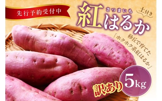 【先行予約／数量限定100】訳あり 京丹後産 土付き 紅はるか（さつまいも） 5kg（2025年11月上旬～発送） ご家庭用（優品・無洗・無洗別・特大込み）　HF00010