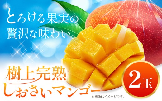 マンゴー 果物 和歌山県産 樹上完熟しおさいマンゴー 2玉 《2026年7月下旬-9月中旬頃出荷》 日高町厳選館 和歌山県 日高町 フルーツ 完熟 送料無料 贈答 プレゼント ご褒美 青果物
