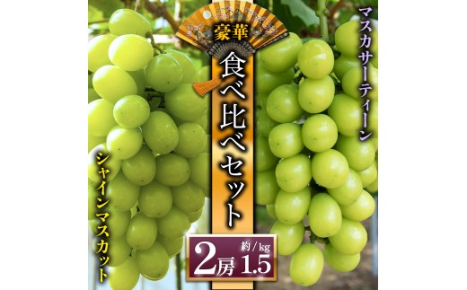 【予約】シャインマスカットと希少品種 マスカサーティーン ぶどう食べ比べ【後藤ぶどう園】 希少  ぶどう旬 新鮮 期間限定 皮ごと ブドウお取り寄せ　熊本県　阿蘇市
