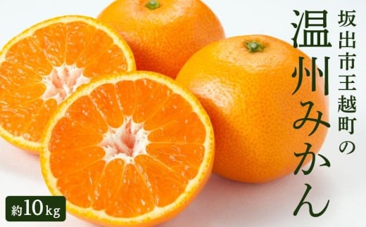 坂出市王越町の温州みかん 10kg（約5kg×2箱） 787962 - 香川県坂出市