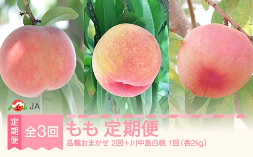 【先行予約】全3回 山形もも食べ比べ 定期便 秀品 令和8年産 2026年産 白桃 モモ 果物 フルーツ 山形県産 ja-tkmox-b 2301421 - 山形県村山市