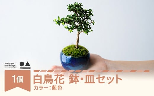 【鉢皿色・藍色】 白鳥花 ハクチョウゲ 0.35kg 盆栽 植物 石木花 sw-bohkx380 ※沖縄・離島への配送不可
