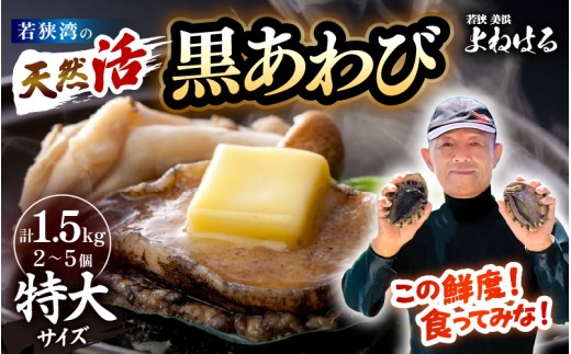 【先行予約】日本海若狭湾の 天然 活黒アワビ 計1.5kg (2～5個) 特大サイズ  鮮度抜群！【2025年11月中旬より順次発送予定】 刺身 お造り バター焼き BBQ 入手困難 あわび アワビ 鮑 クロアワビ 黒あわび [m17-o004_99]