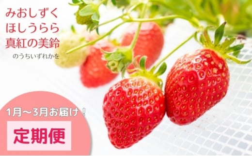 希少品種いちご3種定期便（1～3月お届け） [№5694-1127]