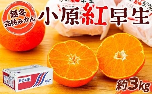 越冬完熟みかん（小原紅早生）約3kg｜フルーツ 果物 くだもの 蜜柑 みかん 早生 食品 さぬき 坂出市 人気 おすすめ 送料無料 905271 - 香川県坂出市