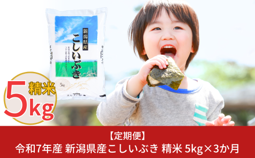 新米 [定期便5kg×3ヶ月] 令和7年産 新潟県産こしいぶき 計15kg 3か月連続でお届け [株式会社白熊]【016S008】 1001889 - 新潟県三条市