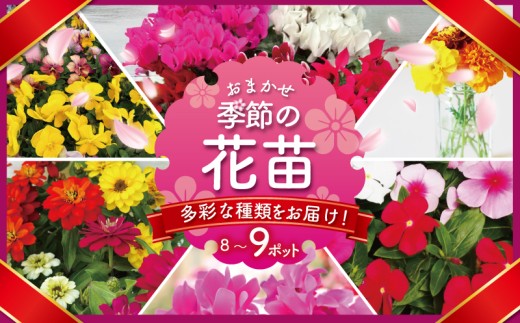 季節 の 花苗 おまかせ 8～9 ポット 生産農場 直送 寄せ植え ガーデニング 緑 花 はな hana ベゴニアダブレット 多粒まき マリーゴールド サンビタリア スケボラ カラフルミックスポット カリブラコア ビオラDJ ガーデンシクラメン 苗 植物 渡辺花園 神奈川 湘南 藤沢 2231082 - 神奈川県藤沢市