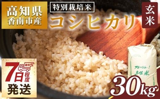 【7日程度で発送】特別栽培米 コシヒカリ 玄米 30kg 新米 白米 コシヒカリ 米 お米 おこめ こしひかり 玄米 ごはん おにぎり おむすび ご飯 農業公社 高知県 香南市 常温 nu-0005