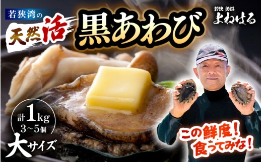 【先行予約】日本海若狭湾の 天然 活黒アワビ 計1kg (3～5個) 大サイズ 【2026年9月より順次発送予定】 鮮度抜群 刺身 お造り バター焼き BBQ 入手困難 あわび アワビ 鮑 クロアワビ 黒あわび [m17-j002_09] 2294861 - 福井県美浜町