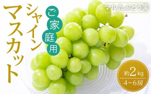 【2026年度_先行予約】【ご家庭用】シャインマスカット 約2kg〔2026年8月中旬より順次発送〕 1318033 - 愛知県大府市