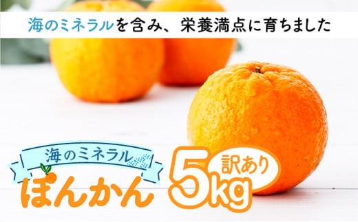【先行予約】ポンカン 海のミネラルをたっぷり含んだ甲浦のポンカン 5kg〈訳あり〉 国産 東洋町産 訳アリ 甘い 栄養たっぷり ジューシー 果肉 四国 お取り寄せ フルーツ 蜜柑 ミカン 果物 家庭用 自宅用 送料無料 H20 325237 - 高知県東洋町