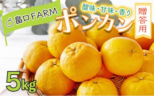 ＜先行予約＞ポンカン【贈答用】5kg　HT13 327445 - 高知県東洋町