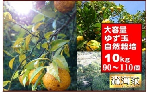 ＜先行予約！＞ゆず玉　10kgセット　期間限定 柑橘 ジューシー 自然栽培 国産 柚子　S166 330726 - 高知県東洋町