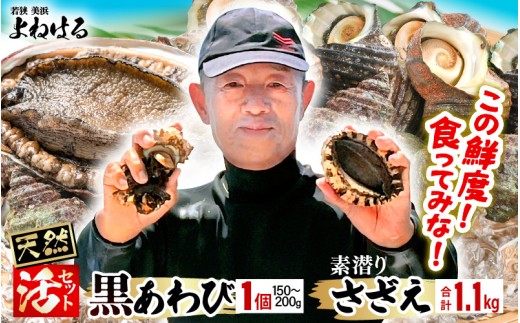【先行予約】日本海若狭湾の素潜り 天然 活黒アワビ 中サイズ 1個 ＆ 活サザエ 1.1kg 【2026年8月より順次発送予定】【入手困難 クロアワビ 黒あわび 鮑 あわび さざえ 刺身 つぼ焼き バター焼き】 [m17-b006_08] 2295011 - 福井県美浜町