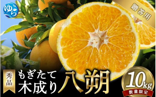[来シーズン先行予約][秀品]もぎたて木成り八朔 和歌山由良産 10kg 贈答用 ※2026年2月中旬頃に順次発送予定 / 和歌山県 由良町 フルーツ 果物 はっさく 柑橘 [ksmt001]