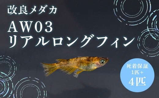 683 改良メダカ　AW03　リアルロングフィン