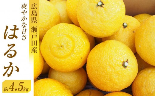 爽やかな甘さのはるか　4.5ｋｇ　＜2026年2月下旬より発送開始＞【はるか みかん フルーツ 果物 青果 柑橘 尾道市】 503350 - 広島県尾道市