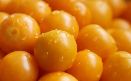 白馬フィサリス（食用ホオズキ）300g /長野県白馬村  食用ほおずき  ゴールデンベリー  インカベリー  高原フルーツ  スーパーフード  ビタミン豊富  フルーツ  ギフト  お取り寄せ  生食  デザート【C0370335】