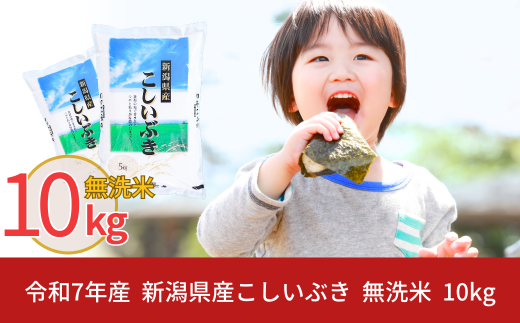 新米 先行予約 無洗米 新潟県産こしいぶき10kg 令和7年産 米 [株式会社白熊]【012S021】 868246 - 新潟県三条市