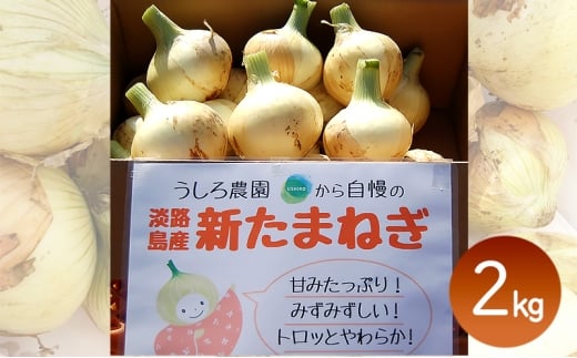 [うしろ農園][極早生]淡路島洲本市産 新玉ねぎ 2kg 兵庫県 洲本市 淡路島 