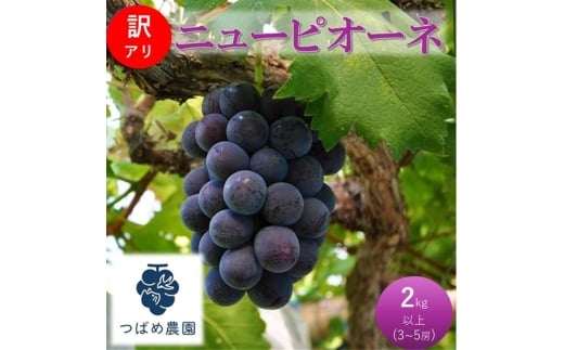 [№5615-0793]2026年 早期受付 ぶどう 訳あり ニューピオーネ 2kg以上(3～5房) 数量限定 岡山県 高梁市産