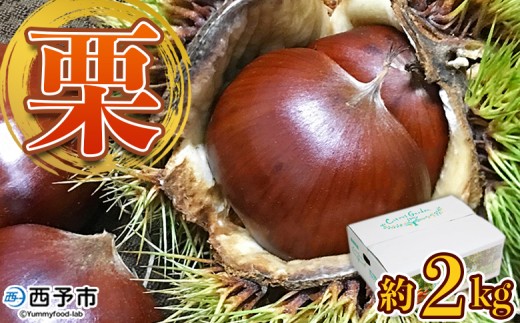 ＜完熟栗 約2kg（2Lまたは3Lサイズ）愛媛県西予市産＞ クリ くり 果物 フルーツ マロン モンブラン 栗ご飯 栗きんとん 栗の甘露煮 特産品 国産 秋の味覚 食べて応援 宇都宮物産 愛媛県 西予市【冷蔵】『2025年9月上旬〜10月中旬迄に順次出荷予定』