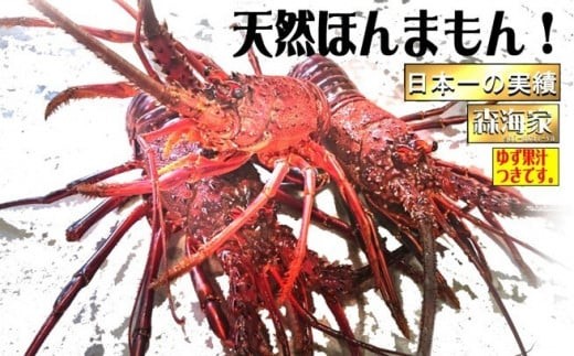 S37-C リピーター続出！伊勢海老＜600～700g（1～3尾）ランダム＞ 1303500 - 高知県東洋町