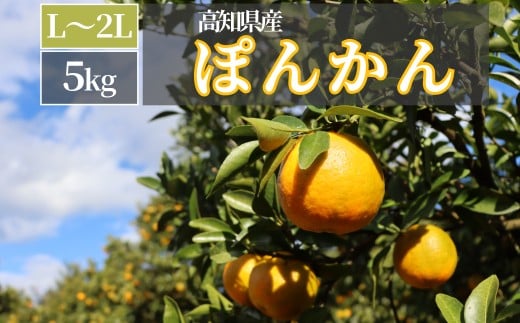 徳村のぽんかん L〜2Lサイズ[g・サイズが選べる]国産 東洋町産 訳アリ 甘い コク ジューシー 果肉 高知県 東洋町 四国 お取り寄せ フルーツ 果物 家庭用 自宅用 送料無料