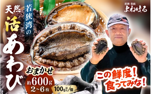【先行予約】≪おまかせ≫ 日本海若狭湾の 天然 活アワビ 計600g 【2026年6月より順次発送予定】 鮮度抜群  刺身 お造り バター焼き BBQ あわび 鮑[m17-d006_06] 2295001 - 福井県美浜町