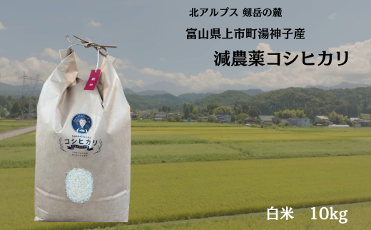 【令和7年産】減農薬 上市町湯神子産コシヒカリ（白米）10kg　 [ソムリエH 富山県 上市町 32280234-r6-03] 　お米 コメ ご飯 ごはん 白米ご飯 白米ごはん こしひかり