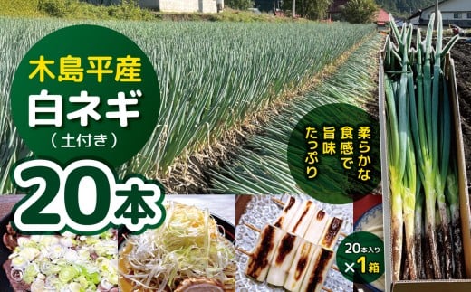 木島平産白ネギ（土付き）20本（太地農園） | 野菜 やさい ベジタブル vegetable  ネギ 白ネギ お鍋 鍋料理 薬味 炒め物 焼き野菜 20本入 木島平村 長野県 信州 北信州 2121618 - 長野県木島平村