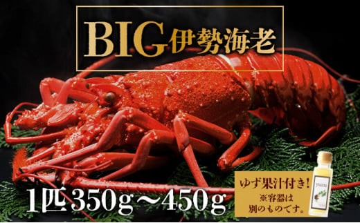 BIG伊勢海老＜1匹＞【冷凍】刺身OK 国産 東洋町産 天然 新鮮 海鮮 四国 お取り寄せ お祝い 記念日 贈り物 送料無料 生 S200 334067 - 高知県東洋町