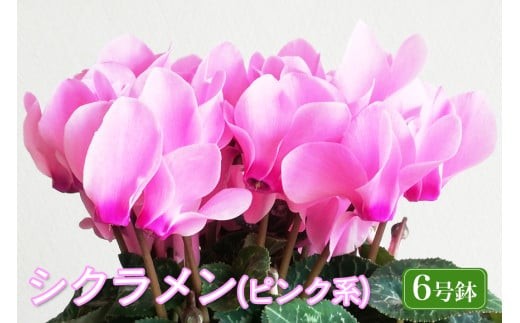 石岡育ちの シクラメン ピンク系 6号鉢 クリスマス フラワー ギフト プレゼント 鉢植え 鉢花 冬 花 茨城県 石岡市 国産 送料無料 産地直送 (G777) (F12-002) 1153134 - 茨城県石岡市